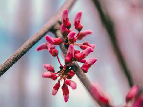 In bloom 3