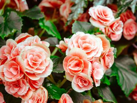 Rose garden 2
