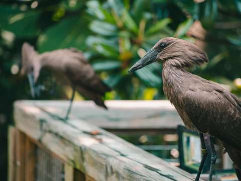 Birds of a feather 6
