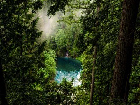 Between the trees 2