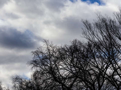Trees sky and clouds