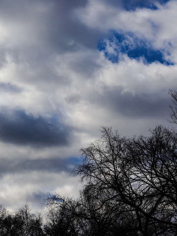 Trees sky and clouds 2