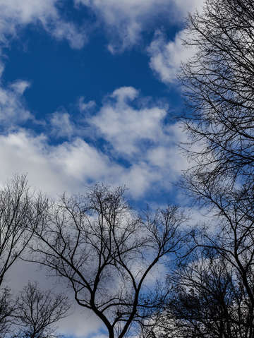 Trees sky and clouds 4