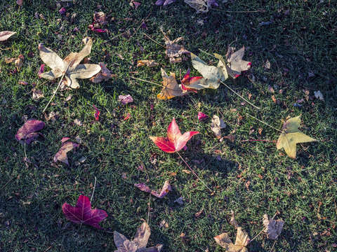 Autumn love 1