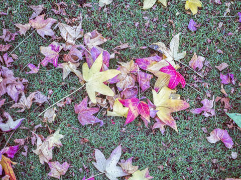 Autumn love 3
