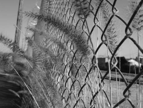 Weed fence