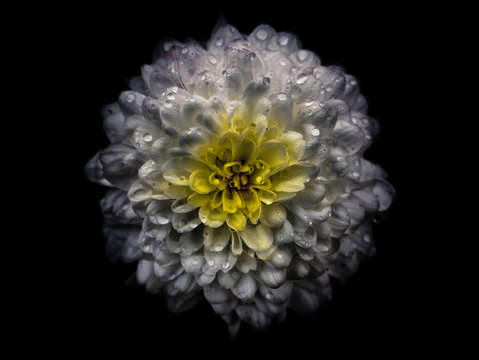 Backyard flowers 46 color version