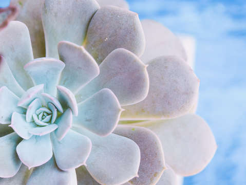 Echeveria