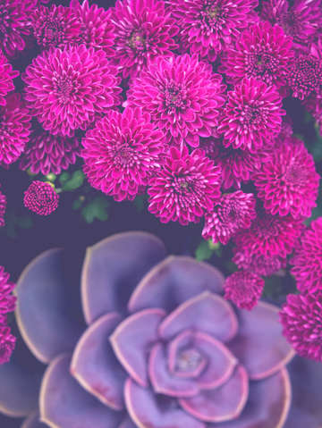 Autumn flowers and echeverai