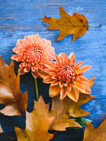 Oak leaves and dahlia flowers