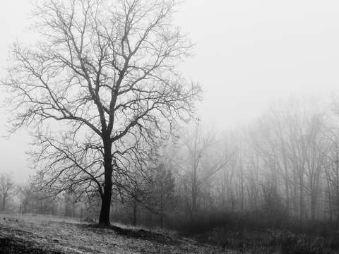 Foggy morning in the back pasture no 2