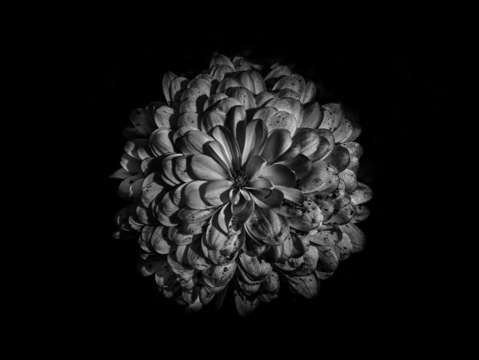Backyard flowers in black and white 48