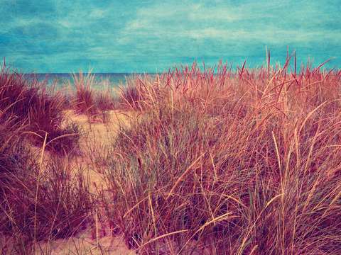 Beach path through grasses