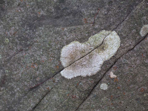 Cracks and creatures