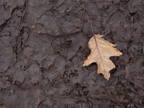 Dancing with the dirt