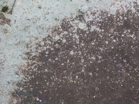 Lichen vignette