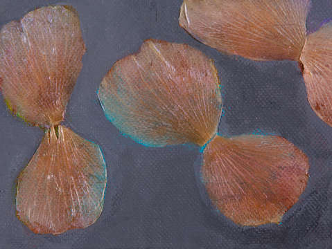 Migration series 4