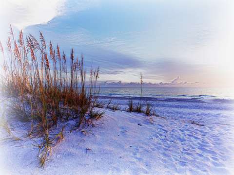 Sea oats