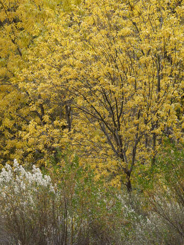 Yellow 11