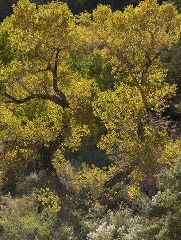 Cottonwood glow