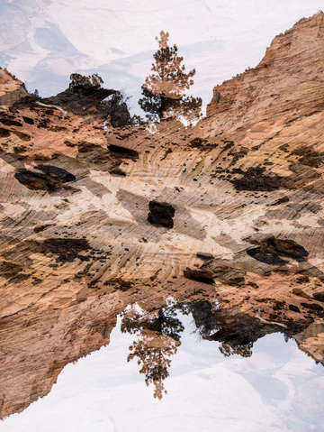 Zion 44