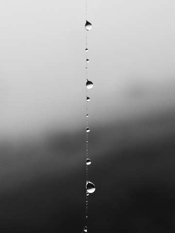 Morning dew drops running down spider silk