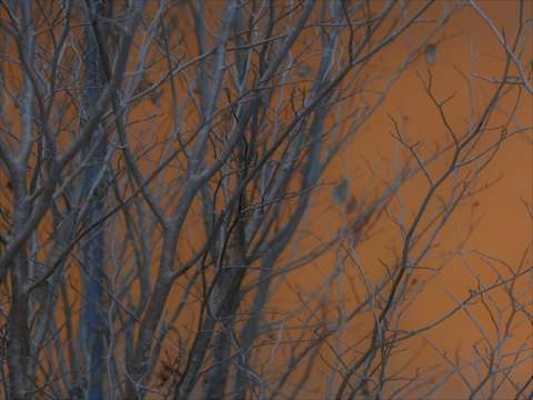 Amber trees