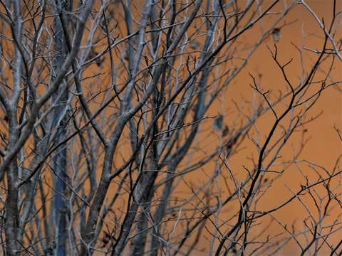 Amber trees 2