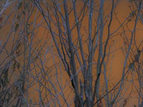 Amber trees blurred 2
