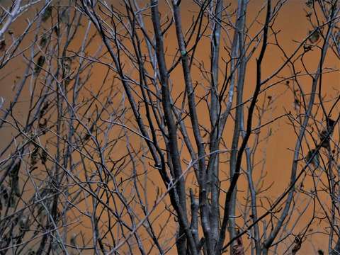 Amber trees crisp 2