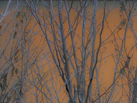 Amber trees blurred 3