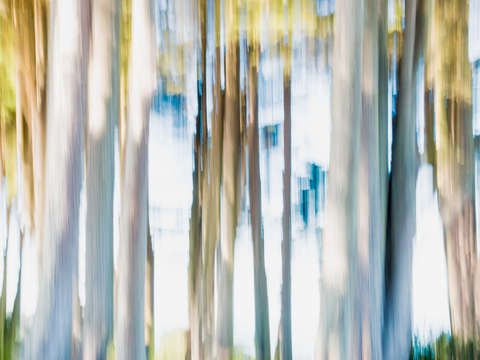 Moving trees 02 landscape format