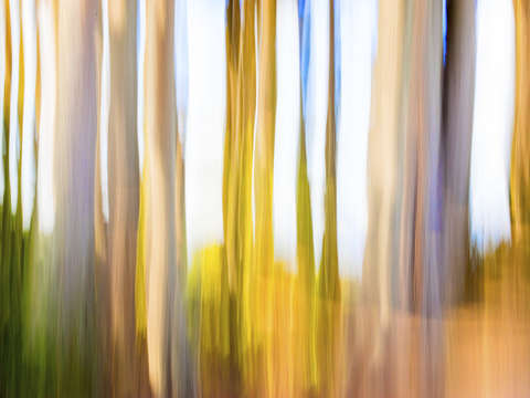 Moving trees 05 landscape format