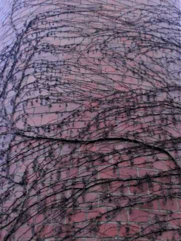Vines a climbing