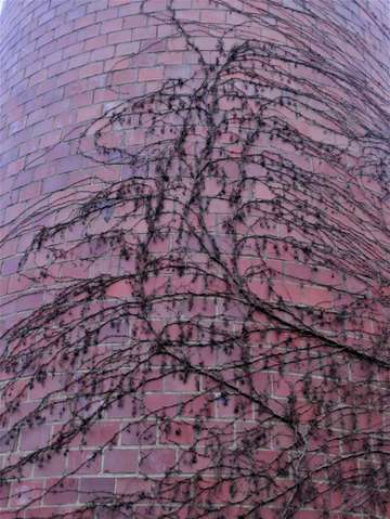 Vines a climbing 2