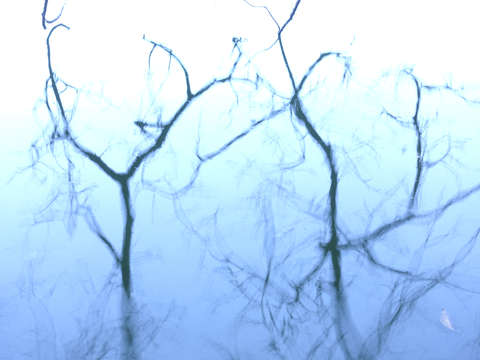 Branches on blue 4749