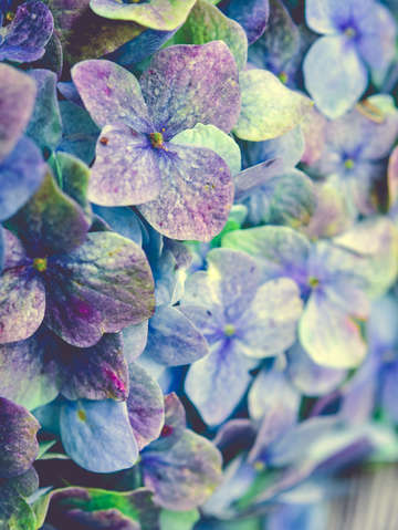 Hydrangea botanical 1