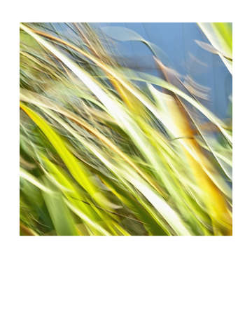 Grasses 7993m