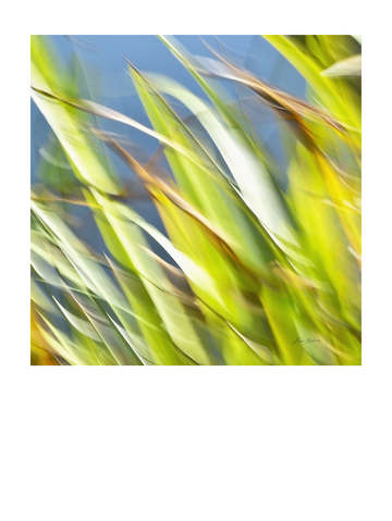 Grasses 7993r