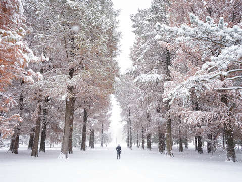 Winter in tower grove park