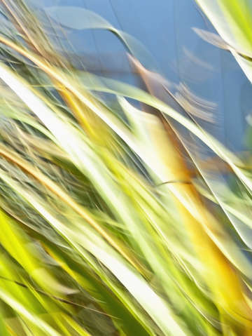 Grasses 7993b