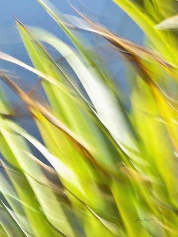 Grasses 7993c