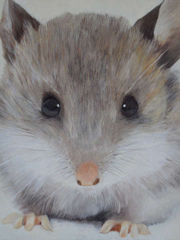 mouse