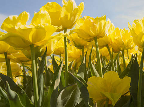 Yellow tulips 3