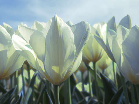 White tulips