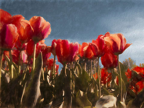 Red tulips 6
