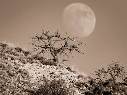 Desert moonrise
