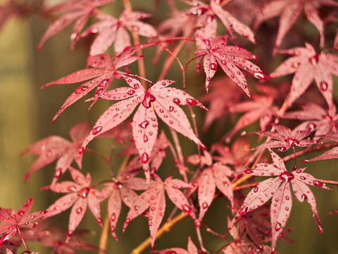 Japanese maple 3