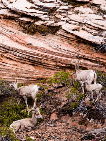 Zion national park 24