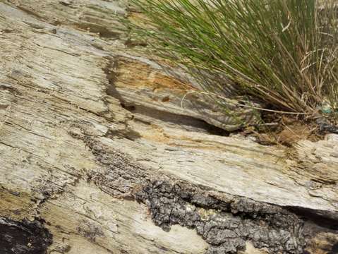 Natures texture variation 1
